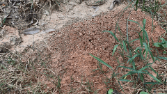 湖北如何避免白蚁再次入侵？