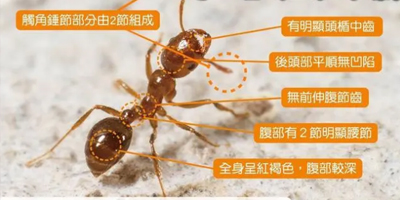 湖北白蚁消杀计划，让您远离隐形破坏者！