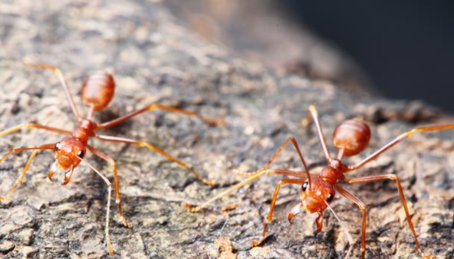 湖北红火蚁防治药物：保护家园健康的关键选择